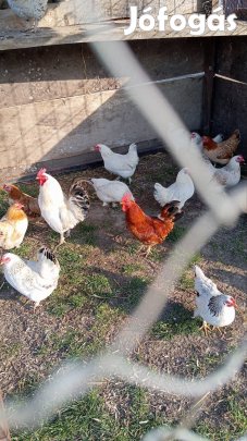 törpe kakas és tyúk 