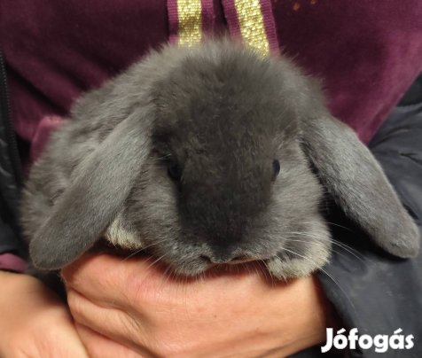 törpe kosorrú kisnyulak eladók 