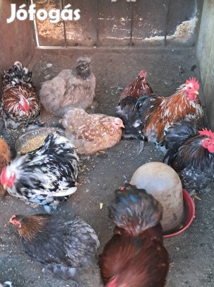 törpecochinok eladók kecskeméten