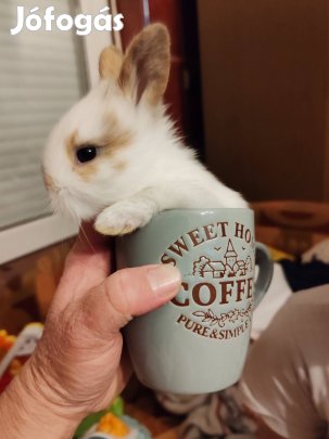 törpenyúl, kisnyúl