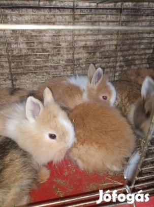 törpenyúlak eladók Kecskeméten