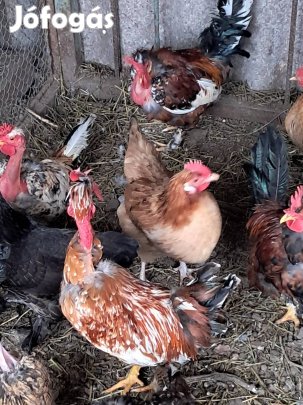 törpetyúk párok eladók kecskeméten