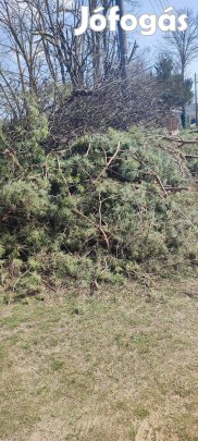 tűzre való ingyen elvihető 