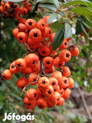 tűztövis csemeték eladók.