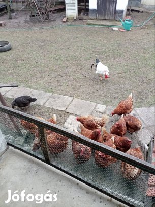 tyúk eladó jól tojnak