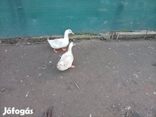 tyukok kacsak selyem kakasok 