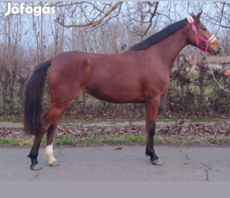 ugró sport kanca eladó 