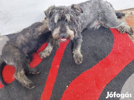 új gazdihoz költözne két törpe schnauzer