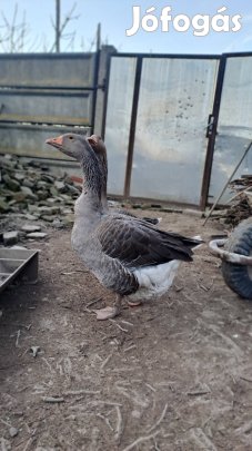 új helyet keresne ez a gúnár liba érdeklődni privátba!