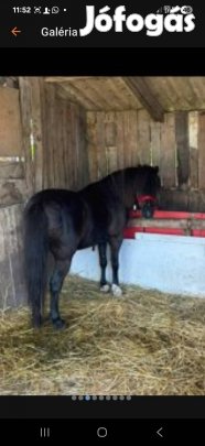 új helyre költözne 2db póni
