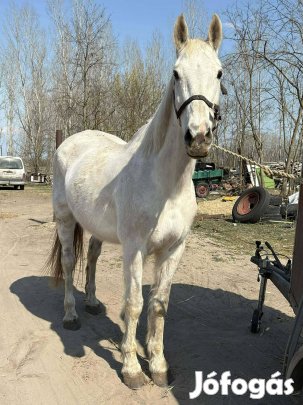 új helyre költözne vagy cserélhető