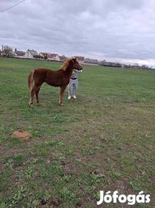 új helyre költöznek 6 honapos gerdelandi fv csikok