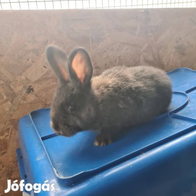 újzélandi keverék nyulak , több színben 