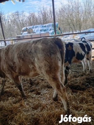 üsző borjú eladó!