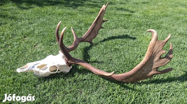 vadásztrófeák hagyatékból étterembe