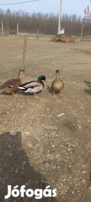 vadkacsa eladó
