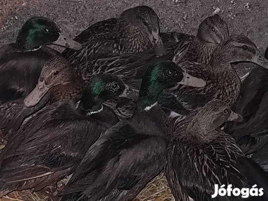 vadkacsa eladó 