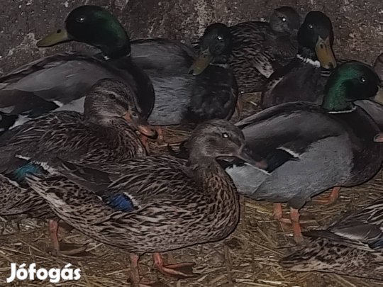 vadkacsak vadkacsa eladó 