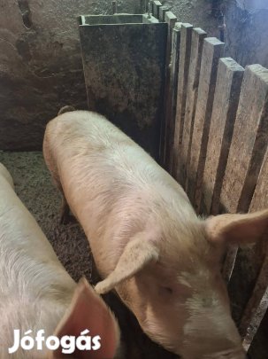 vágásra vagy tovább tartásra hizó eladó! 