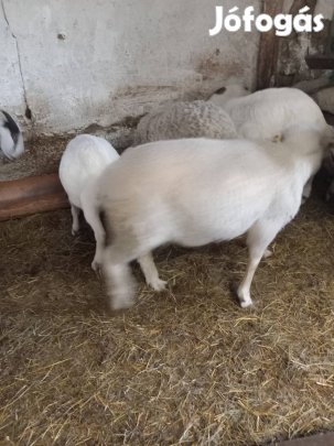 vágó birka es kecske 6db