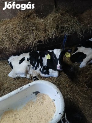 választási bikaborju tejen nevelkedet elado