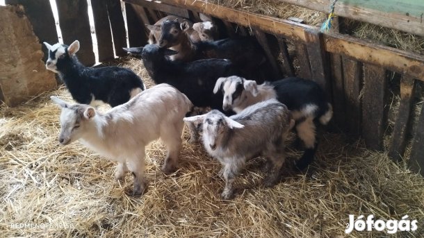 választási gidák eladók.