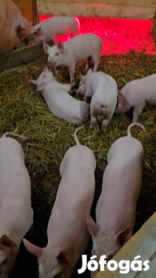 választási malacok