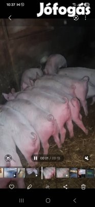 választási malacok