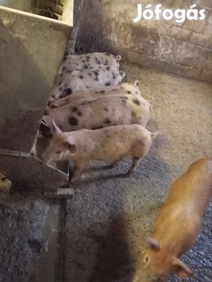 választási malacok