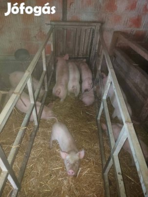 választási malacok 