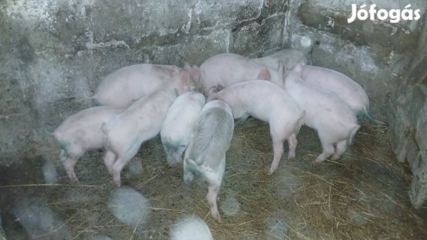 választó malacok eladók