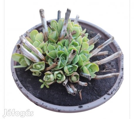 varjúháj  (télálló növény)