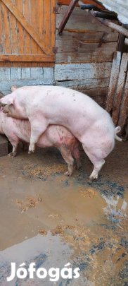 vemhes kocák eladok és 1kan!Telefonon minden kérdésre valaszolok.