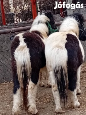 vemhes,páros pónikancák eladók