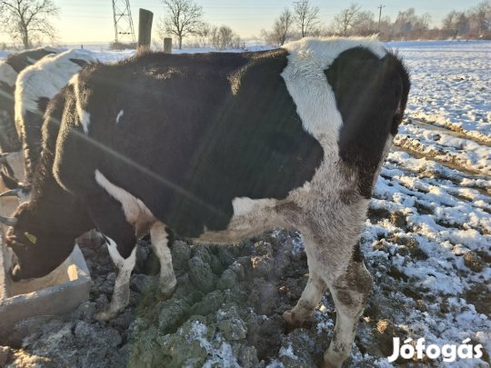 vemhes üsző HF első ellésü Szigetváron 