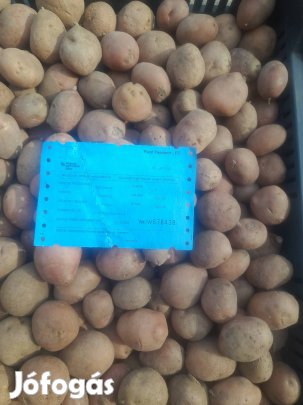 vető méretű burgonya eladó