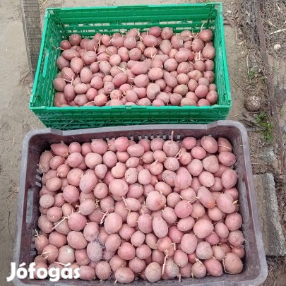 vetőmag burgonya krumpli