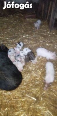 vietnámi X durok keverék kis malacok 6 koca 3 kan 