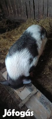 vietnami, csüngőhasú kan