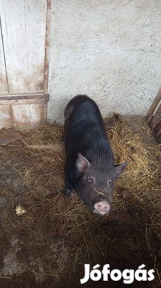 vietnámi csüngő hasú kan