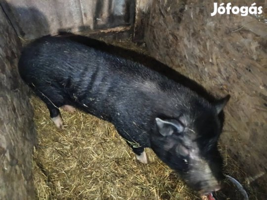 vietnámi keverék kan