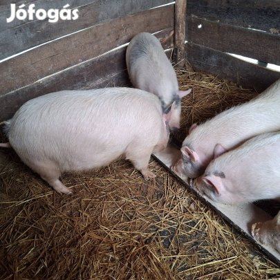 vietnámi keverékek költöznének