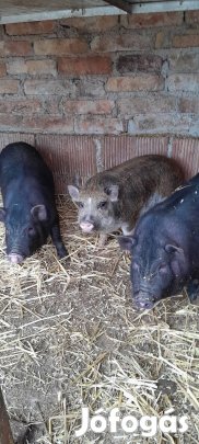 vietnámi keverékek máshol turkalnának