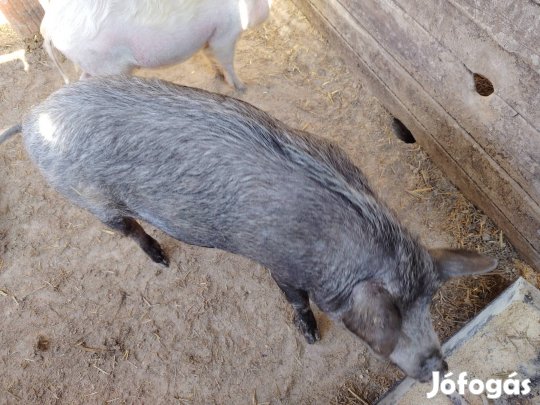 vietnami koca eladó