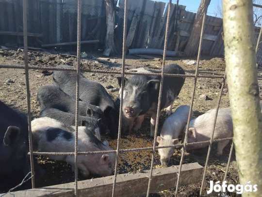 vietnami malacok eladó,vagy csere 