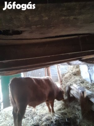 vörös bika költözne 