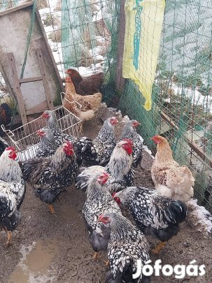 wyajodente család eladó 1-4 ben. 