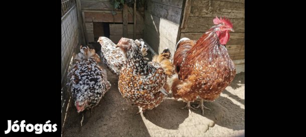 wyandotten Orpington Australorp Itáliai selyem 