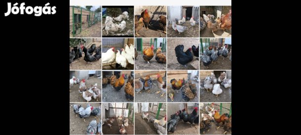 wyandotten, australorp, itáliai tojás 