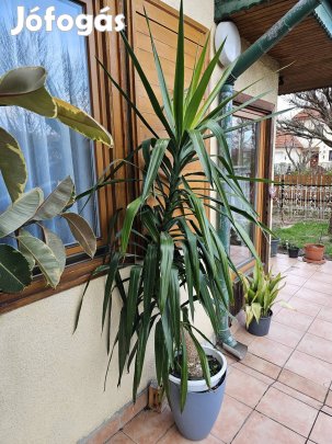 yucca , leanderek, fikuszok eladók